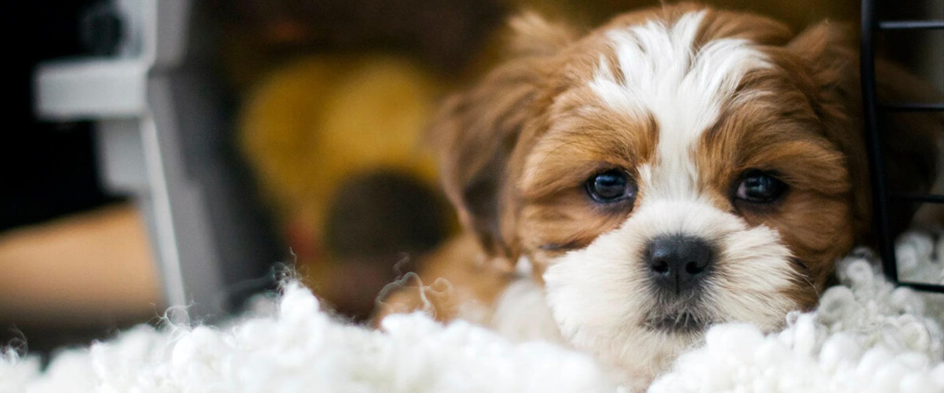 Exploring Animal Community Service Opportunities in San Diego, CA: A Guide from an Expert's Perspective